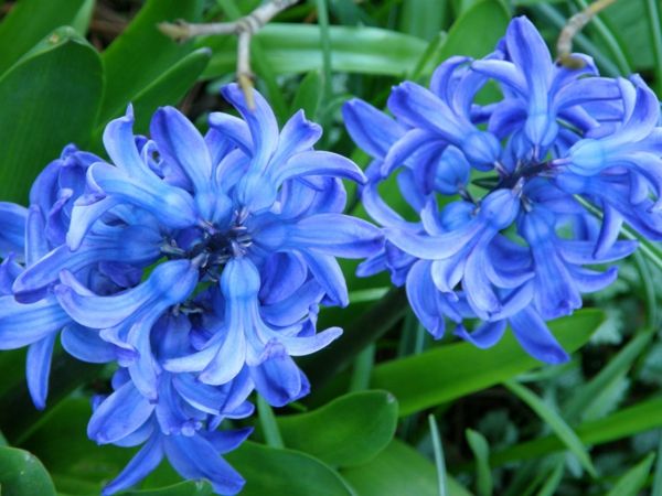 vårblomma-hyacint växter och blå blomma