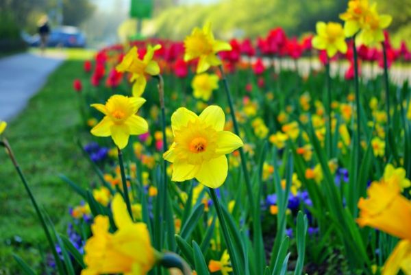 primăvară flori-narcise-plantă-galben-floare