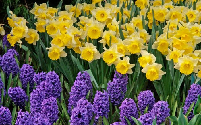 gražios pavasario gėlės, narcizai ir hiacinto, spalvų kontrastas, gėlių mėgėjams tapetai