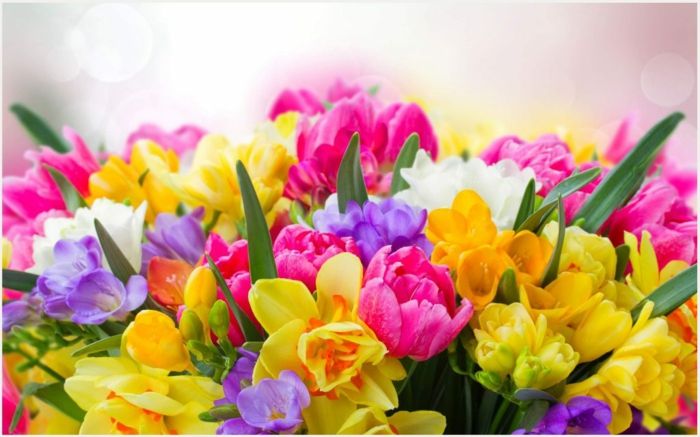 gražios pavasario gėlės, tulpės, freesijos ir narcizai skirtinguose atspalviuose