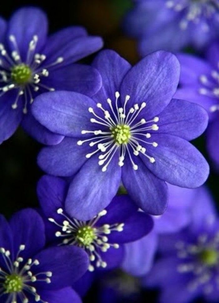 sveže spomladi cvetje-na-vijolična barva