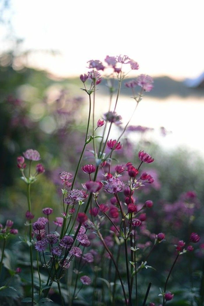 sveže spomladi cvetje-na-roza-in-vijolični odtenki