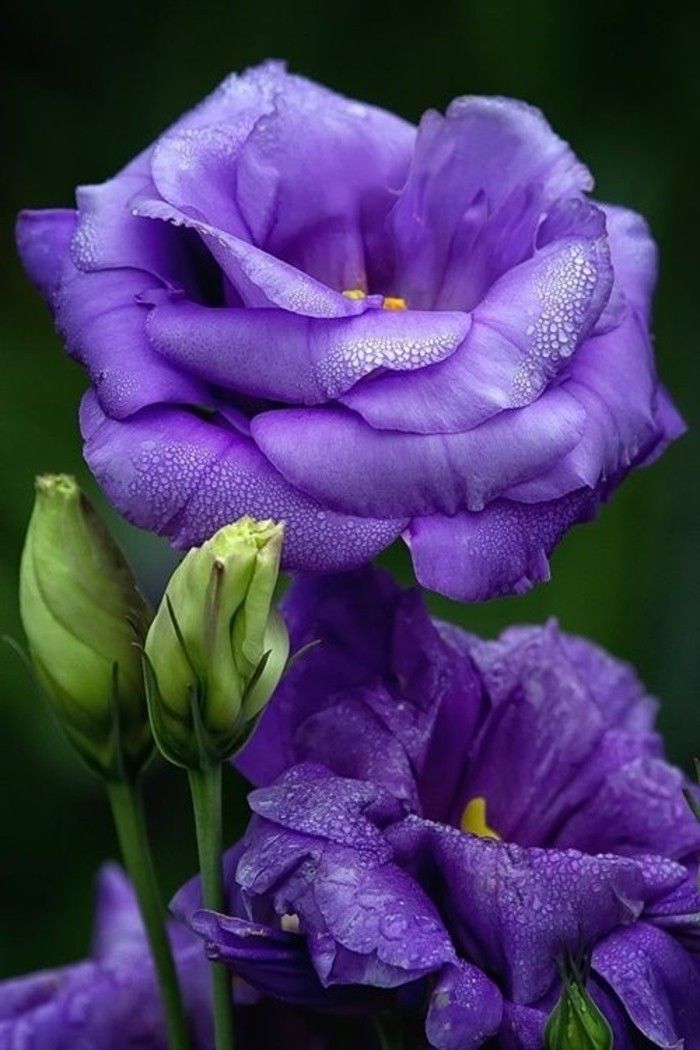 friske vårblomster-med-vakker-lilla farge