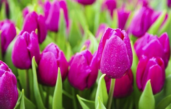 Tulip-the-buy-lalea-lalea-in-amsterdam-lalea tapet fruehlingsblume tapet lalea-plantare