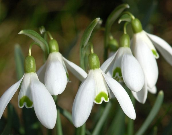 Galanthus nivalis-Amaryllis-snow-white-flower-rastlinolekárskej