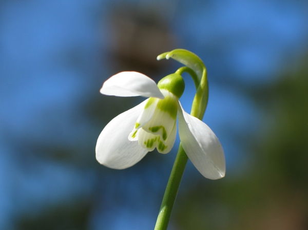 -galanthus-nivalis Amaryllis-snow-white-flower-rastlinolekárskej