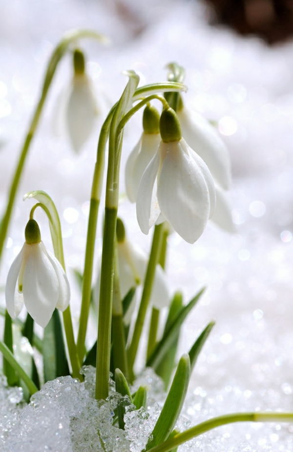 --galanthus-nivalis Amaryllis-snow-white-flower-výsadba