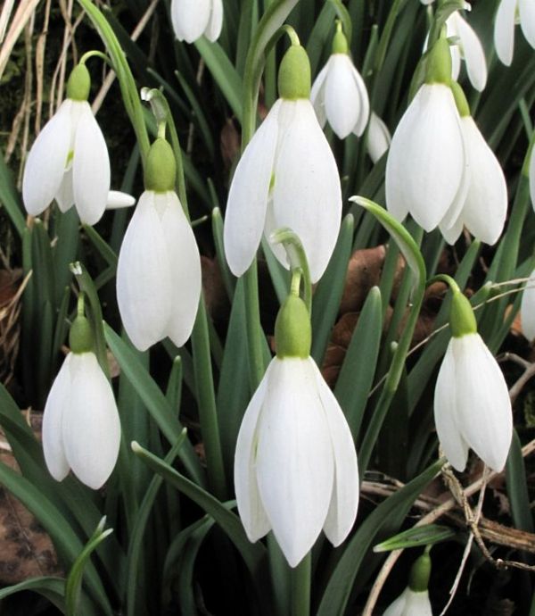 --- Galanthus nivalis-Amaryllis-snow-white-flower-výsadba