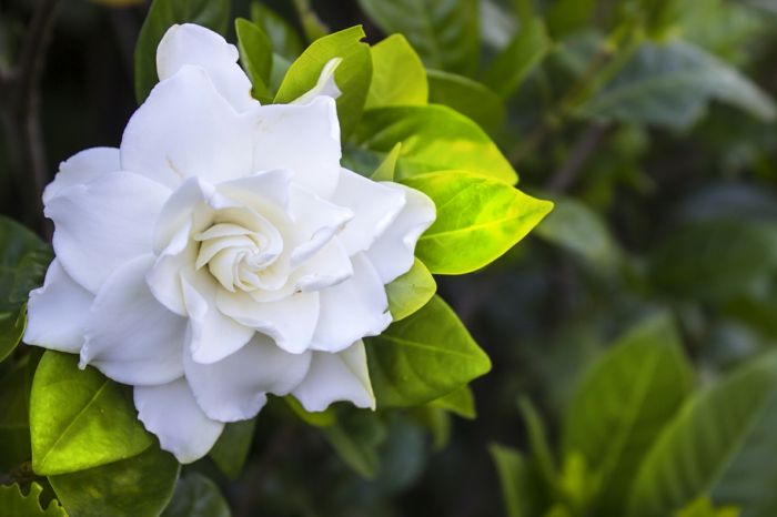 Augalų sodininkystė ir priežiūra tinkamai, gėlių rūšys nuo A iki Z, didelė, balta gėlė