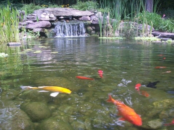Gartenteich skape skape med-fisk-a-hage Pond-