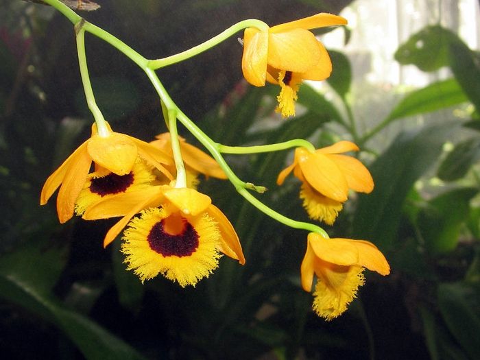 druh žlto-Orhideen