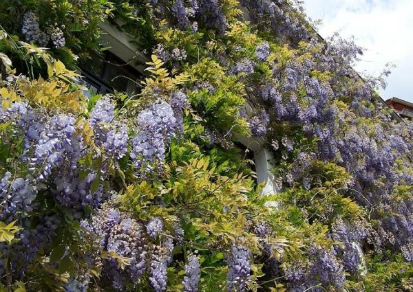 Wisteria-blue rain-vistária-fasáda zeleno-fialové popínavé rastliny