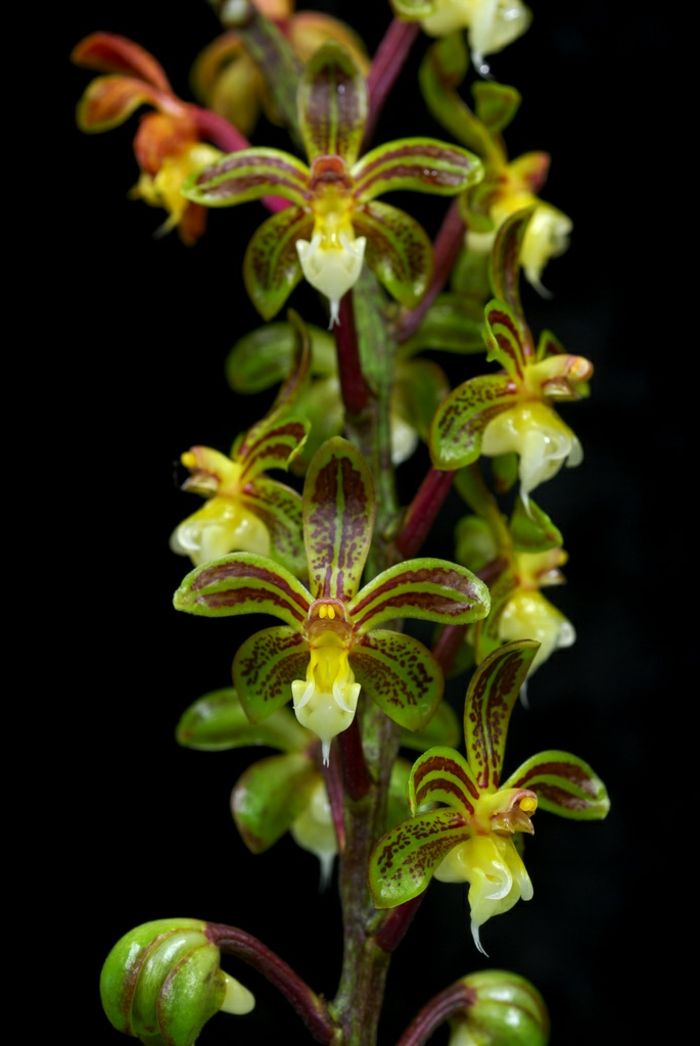 zeleno-hnedo-Orhideen druh
