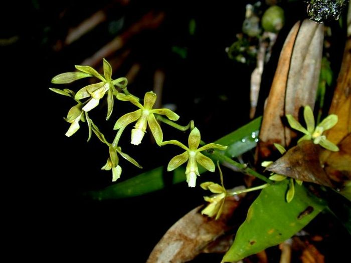 druh zeleno-Orhideen