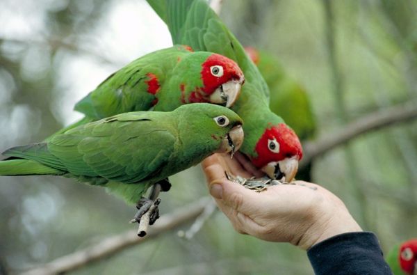 Groene Papegaai Kleurrijke Papegaai Parrot-Schilderijen-