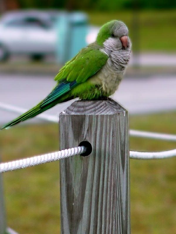 Green Parrot Kolorowe Parrot Parrot tapety papuga