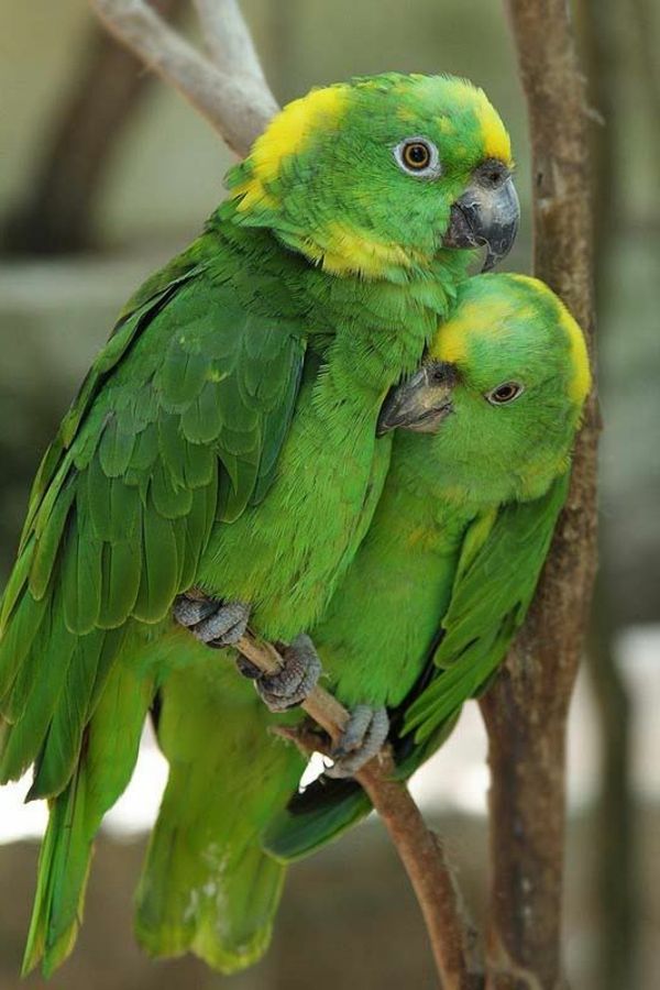 Groene Papegaai Kleurrijke Papegaai Parrot wallpaper