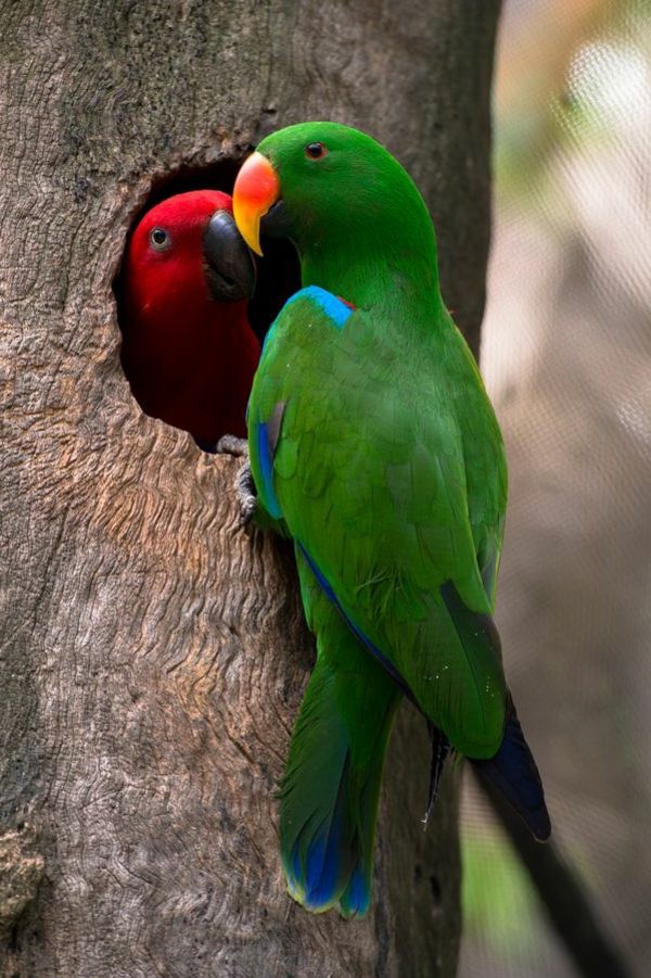 -grüner Parrot Kleurrijke Parrot Parrot wallpaper