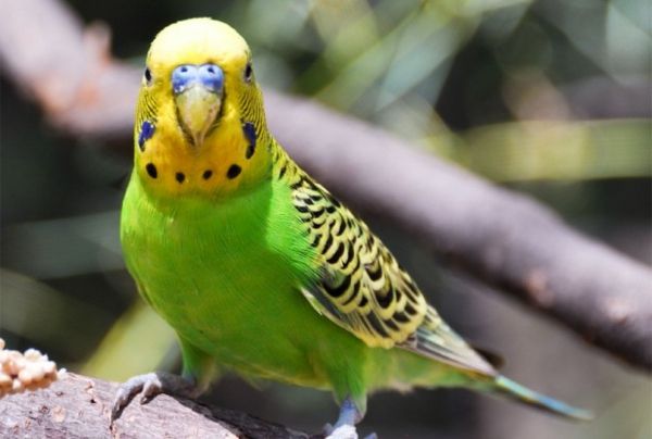 --grüner Parrot Kleurrijke Parrot Parrot wallpaper