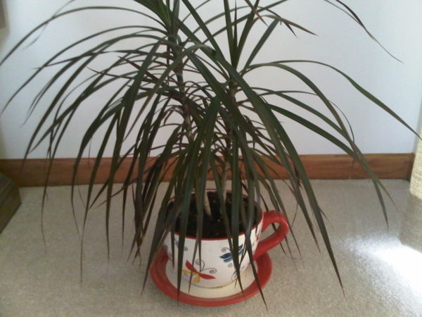 plantas verdes-interior plantas-parede branca atrás