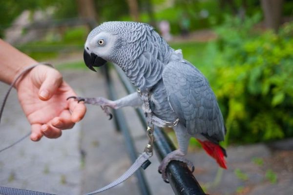 Grijze papegaai Parrot-buy-sprekende Papegaai