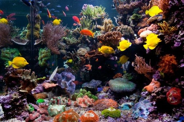 stora och fina akvarium Coral akvarium-deco-akvarium-göra-akvarium-set