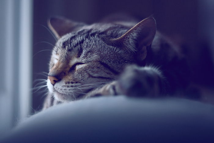 un gatto addormentato grigio con un piccolo naso rosa - dolci foto della buona notte