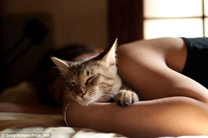 buona notte le mie foto d'amore - una giovane donna addormentata e un gatto addormentato grigio con un piccolo naso rosa
