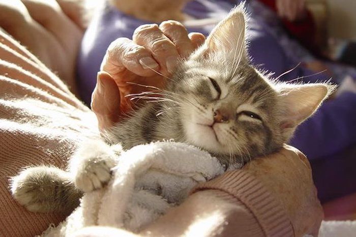 foto di buona notte carine per whatsapp - un gatto grigio addormentato con un naso rosa e una giovane donna