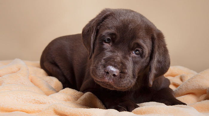 tatlı resimler - turuncu battaniye üzerinde büyük kahverengi gözlü uykulu bir yavru köpek