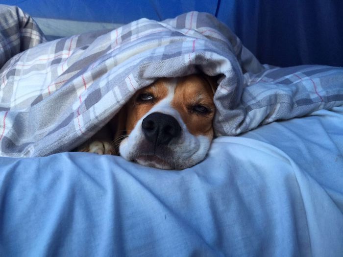 bir köpek mavi bir yatak örtüsü üzerinde mavi bir battaniyenin altında uyuyor - tatlı resimler