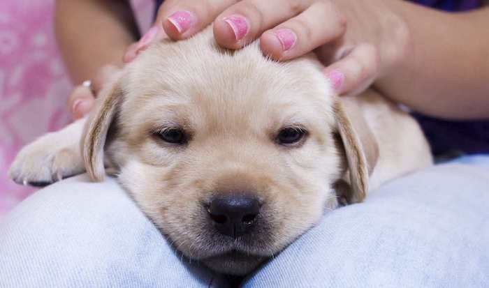 şirin resimler - bir köpek yavrusu sahibinin kucağında uyumak istiyor, gözler yarı kapalı