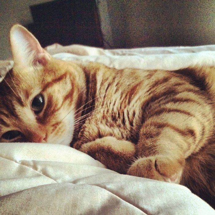 Yatakta şirin bir kedi yavrusu, uyanmak ve şaşkın görünüyor - şirin resimler