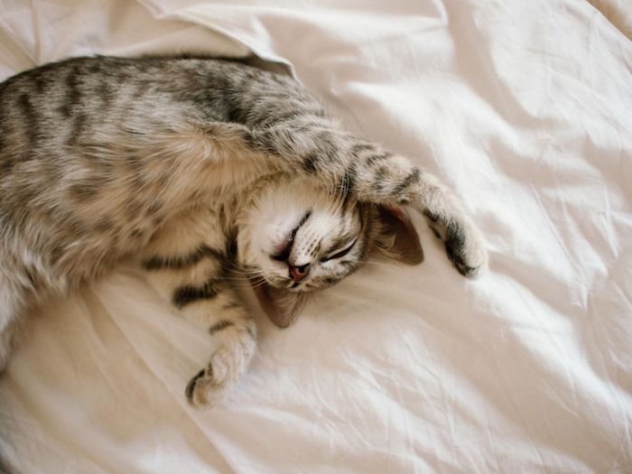 Bir kedi sahibinin yatağında uyanır ve çok sevimli yayılır - şirin resimler