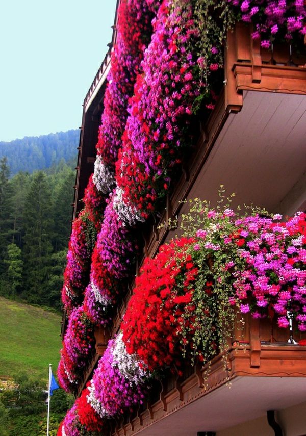 zavesenie-balkonpflanzen-flower-in-Trentino-Južné Tirolsko-Taliansko