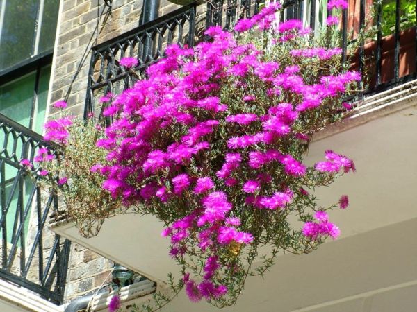 zavesenie-balkonpflanzen ružová