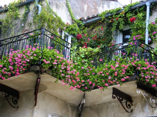 zavesenie-balkonpflanzen-shutterstock