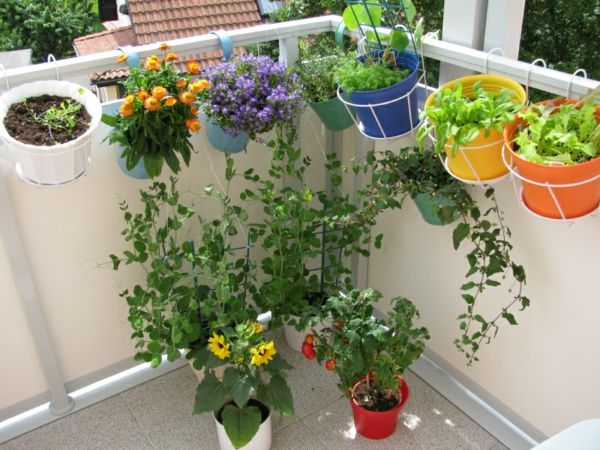 zavesenie-balkonpflanzen-zelenina-on-balkón