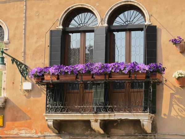zavesenie-balkonpflanzen-Benátky-fialové