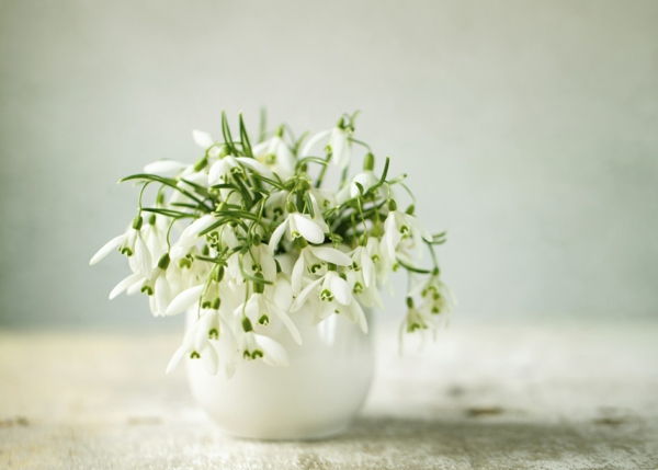 pekný-Floral Deco Galanthus nivalis-Amaryllis-snow-white-flower-výsadba