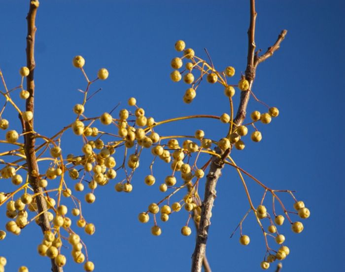 naturlig hårfyller med små gule frukter av Zedrach-tre, mørk blå himmel