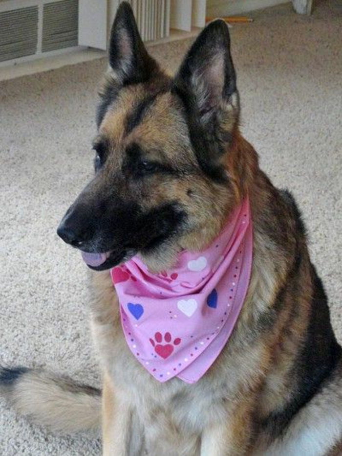 šatka-for-dog-pink-color