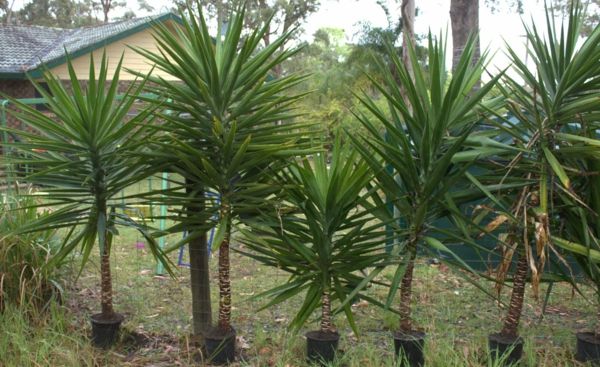Hiša rastlin YUCCA-filamentosa-rastlina-palm-vrtne rastline