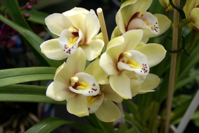 svetle žlto-Orhideen druh