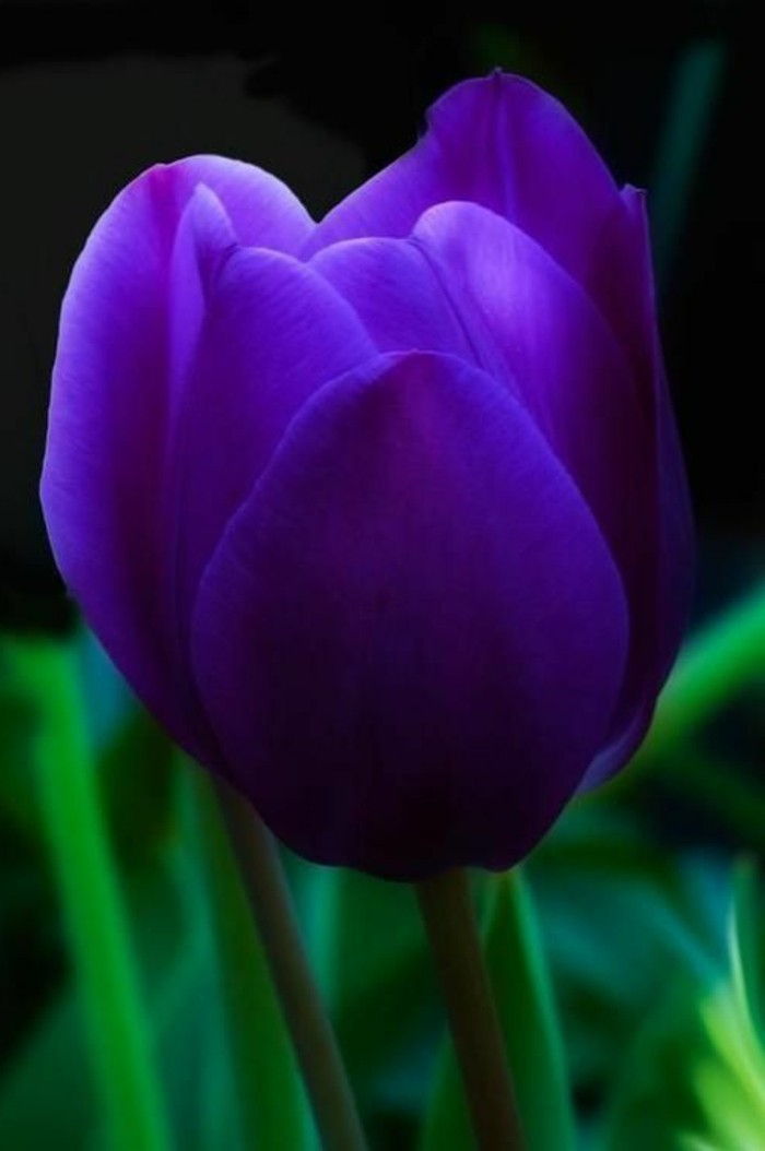 vakre lilla tulipan Bilde av nær-