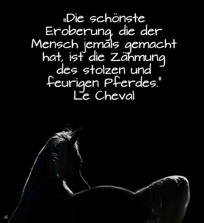 en svart hest og en hest, en svart hest med en hvit hale og en hvit mane, hest og hest bilder, et sitat fra la cheval