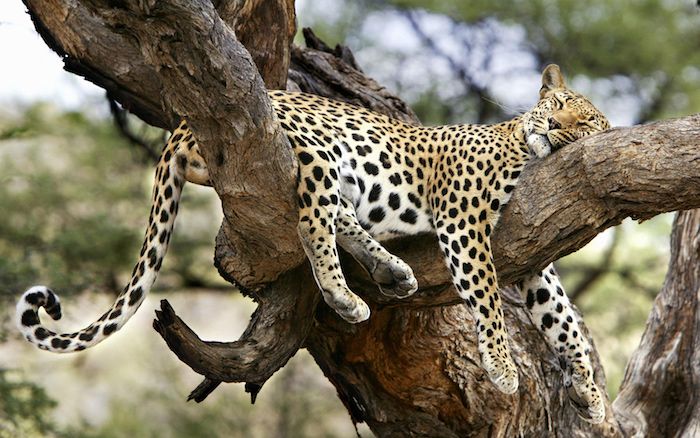 un grande leopardo addormentato giallo e un albero con foglie verdi - buone foto notturne per whatsapp