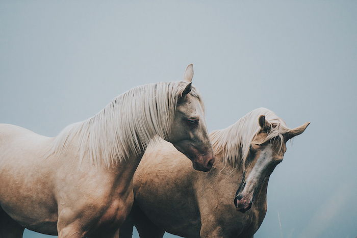 Nå viser vi deg et fint hestebilde med to villbrune hester med svarte øyne, blå øyne og hvite, lange maner