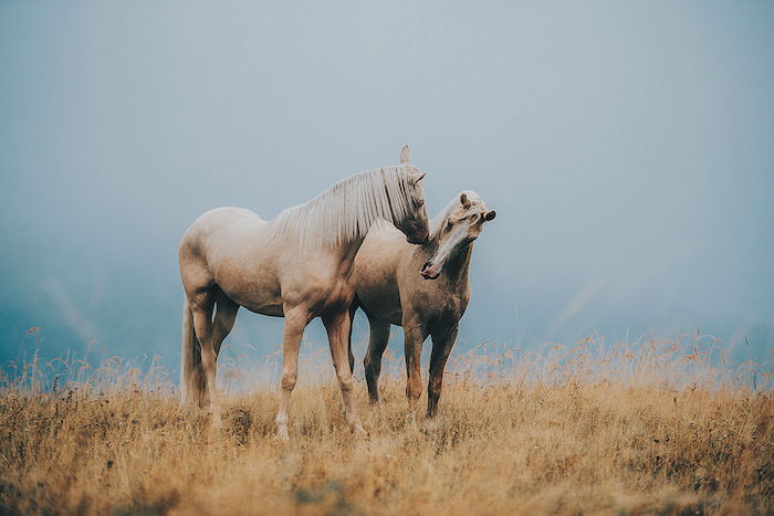 Idé om hestutmerkelser og hestebilder - her finner du to kyssede, brune, ville hester med blå og svarte øyne og et gult gress