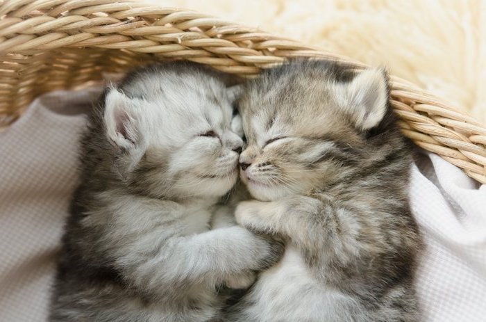 qui ci sono due gatti - gatti grigi, piccoli e addormentati - dolce buonanotte mie belle foto